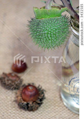 datura stramonium, jimsonweed, thorn apple 3431585