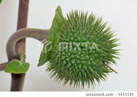 datura stramonium, jimsonweed, thorn apple 3431595