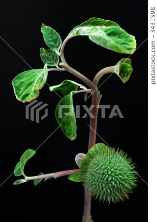 crying of baby, tickle in the throat, datura stramonium 3431598