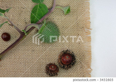 acorn, acorns, datura stramonium 3431603