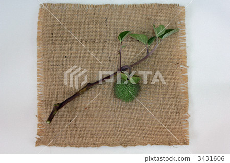 thorn apple, jimsonweed, datura stramonium 3431606
