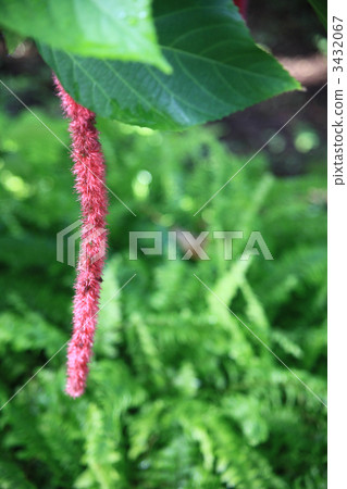 chenille plant, botanic, botanical 3432067