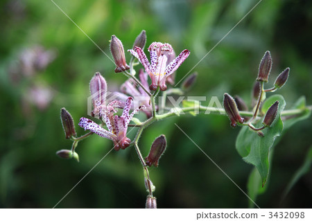 小杜鵑 蟾蜍百合 百合科 3432098