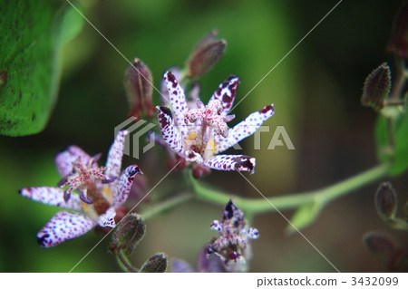 花朵 花 花卉 3432099
