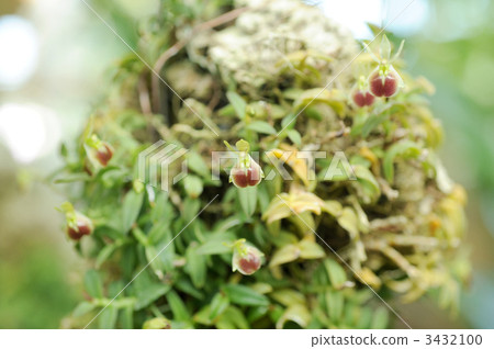 Epidenrum · Polpax 3432100