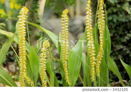 Dendrochrum / Magnum Dendrochrum / Magnum 3432105