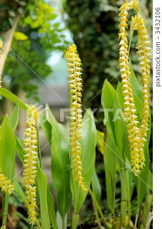 Dendrochrum / Magnum 3432106