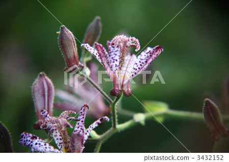 lesser cuckoo, botanic, botanical 3432152