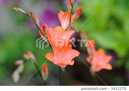 Freesia Freesia 3432278
