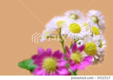 菊花 春飛蓬 紫苑 3432517