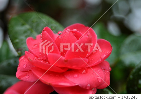 camellia, japanese camellia, drop 3433245
