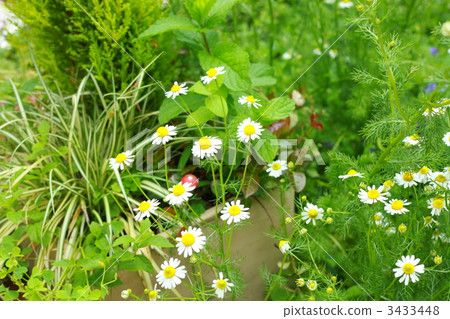 camomile, chamomile, chamomiles 3433448