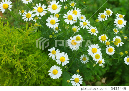 camomile, chamomile, chamomiles 3433449
