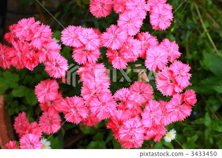 fringed pink, botanic, botanical 3433450
