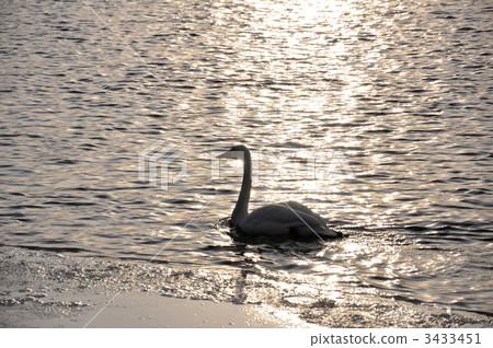 swan, swans, migratory 3433451