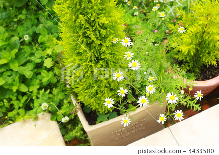 goldcrest, group planting, camomile 3433500