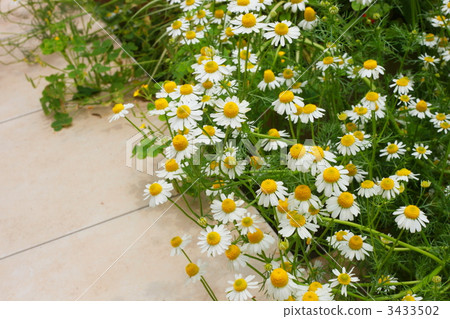 camomile, chamomile, chamomiles 3433502
