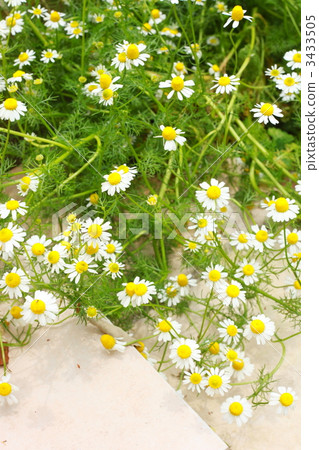 camomile, chamomile, chamomiles 3433505
