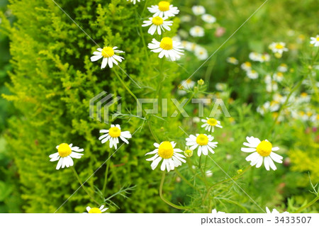 camomile, chamomile, chamomiles 3433507