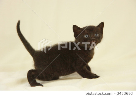 black cat, creature, living thing 3433693