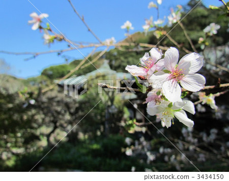 冬天櫻花樹 3434150