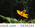 A bee 3434244