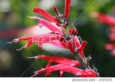 pineapple sage, bloom, blossom 3434253