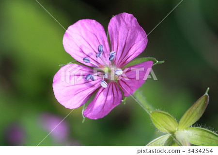 red flower geranium, thunberg's geranium, purple 3434254