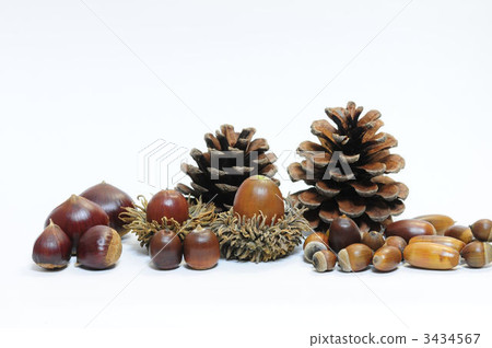 Acorn and licking 3434567