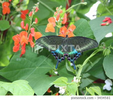 Miyama烏鴉甲蟲蝴蝶 3434581