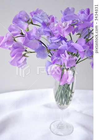 sweet pea, lathyrus, affectionate 3434831