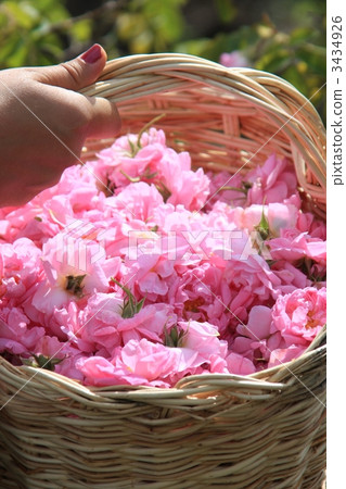 Flower basket, old rose, rose 3434926