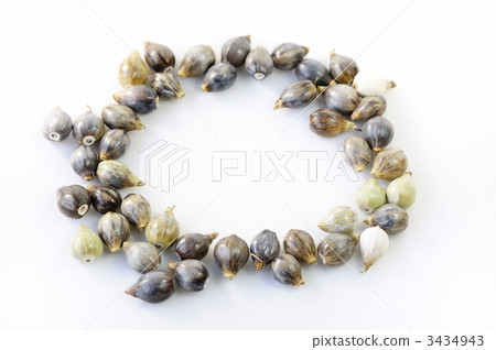 珠子的果實 3434943