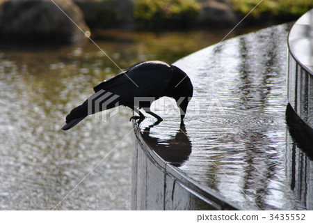 Crow of the fountain 3435552