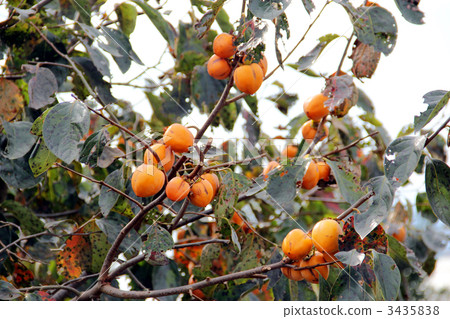 柿子堅果 3435838