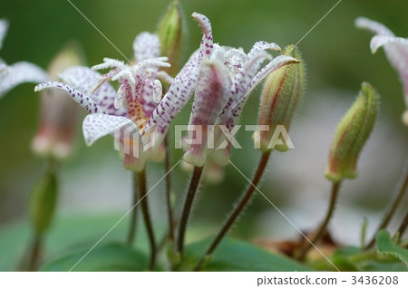 Hototogisu的花 3436208