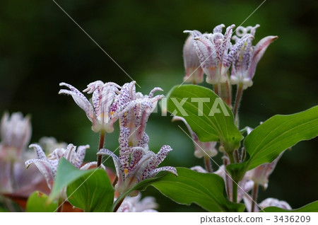 Hototogisu花 Hototogisu花 3436209