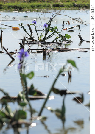 Mizuoi blooming in lotus root field 3436334