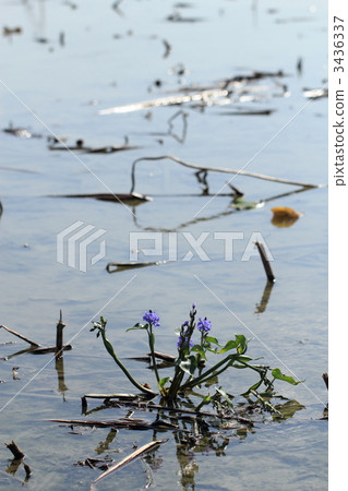 Mizuoi blooming in lotus root field 3436337