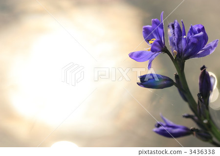 Light struck, Mizuoi 3436338