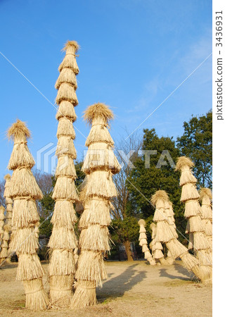 Preparation of winter in the cycad. 3436931