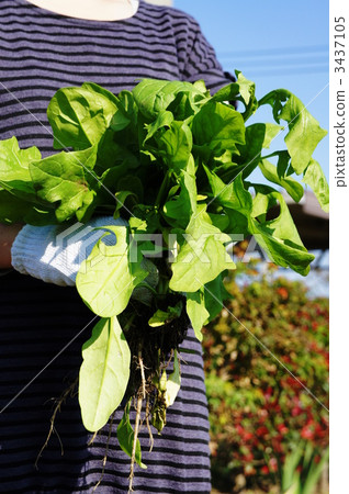 Harvest of spinach 3437105