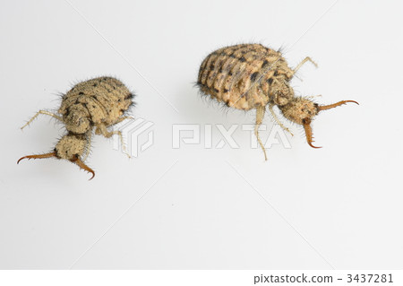 蟻獅 長牙 毒牙 3437281