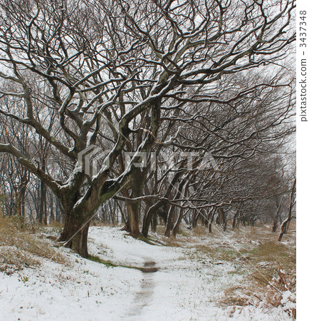Enoki trees · Snow in March · Toride City 3437348