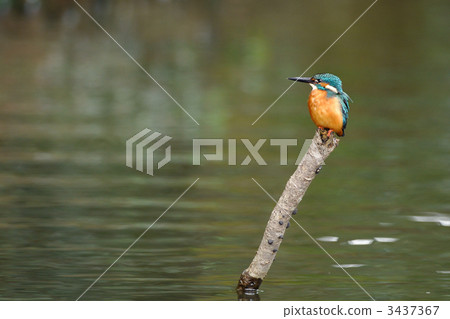 A kingfisher during a break 3437367