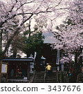 full bloom, cherry blossom, cherry tree 3437676