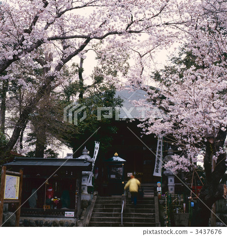 盛開 茂盛 櫻花 3437676