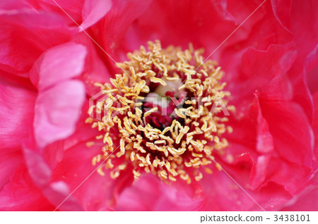 Peony's dove Peony's dove 3438101