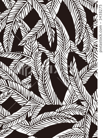 纖維香蕉葉 日本香蕉 耐寒的香蕉 3438275