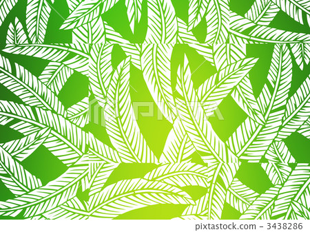 纖維香蕉葉 日本香蕉 耐寒的香蕉 3438286